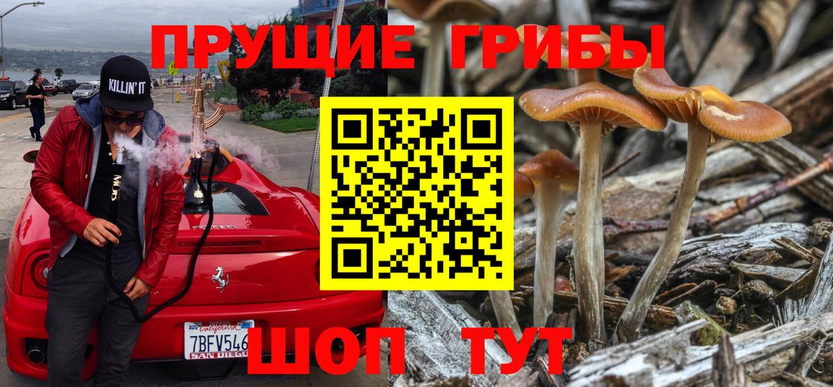 Псилоцибиновые грибы GOLDEN TEACHER Выборг