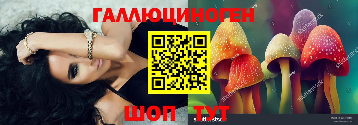 Псилоцибиновые грибы Psilocybine cubensis  Выборг  Псилоцибиновые грибы Psilocybine cubensis 